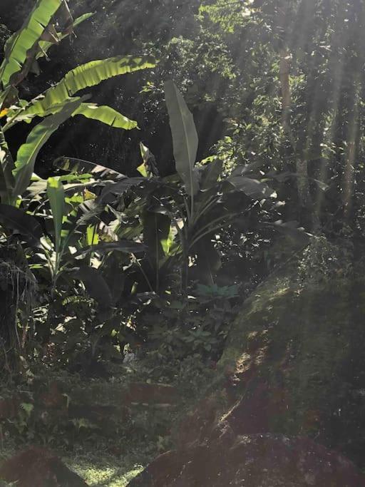 Casa Amarela Prumirim Ubatuba Eksteriør billede